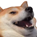 kekdoggo