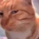 CatSus