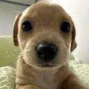 ouppy