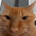 why