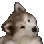 confuseddog
