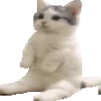 rightcat