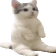 leftcat