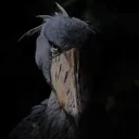 birduncanny birduncanny
