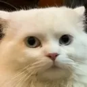 cat2 cat2