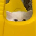 catlurk catlurk