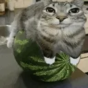 WatermelonCat WatermelonCat