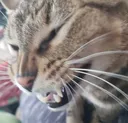 bobdisgust