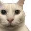 cannyCat