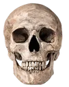 ded ded