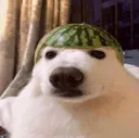 sacchi_vro_gg