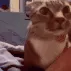 catAsk catAsk