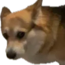 concernedtaro