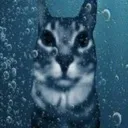 sadcat