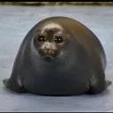 chubbyseal