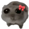 hamsti