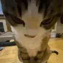 car_stare