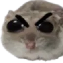 angryhamster