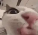 MLEMMERS