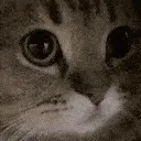 meow