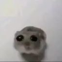 sad_hampter