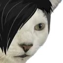 emocat