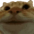 CatYes