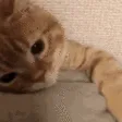 cat_sleep