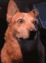 DogoStare Discord emoji