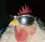 5337chickenmeme