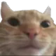 catstare catstare