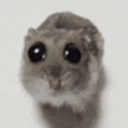 A small gray hamster looking directly at the viewer with large, watery, pleading eyes.