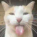 bleh bleh