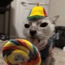 Cat_lollipop