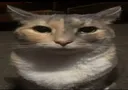 Cat_neutral