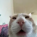 Cat_stare