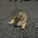 krok