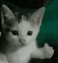 Catthumbsup