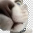 3058cat Discord Emoji