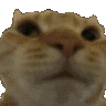 CatShake