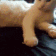 SCcatSHAKE