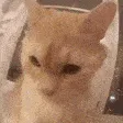 demeNYA
