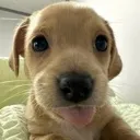 sillybillydoggy