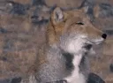 funfox