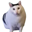 Huh Cat Discord Emoji