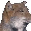 foxGlare foxGlare
