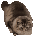 3208wigglecat