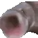 HyperPogFish HyperPogFish