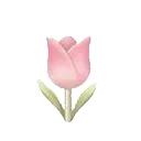tulip
