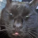 sleepy_cat_joke_emoji